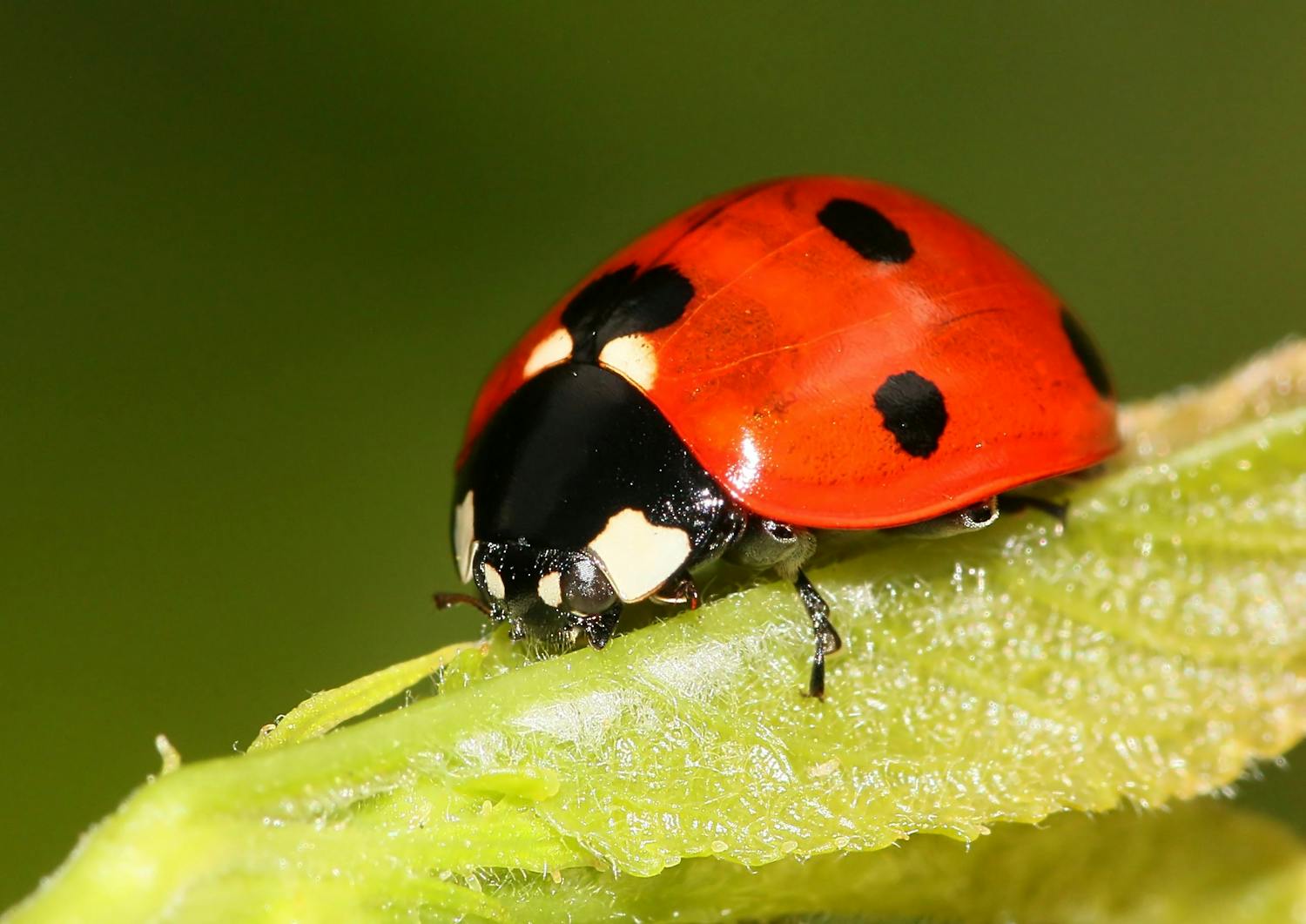 Makrokuva leppäkerttu